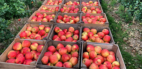 Чем подкормить яблоню, чтобы лучше плодоносила: 25+ подкормок